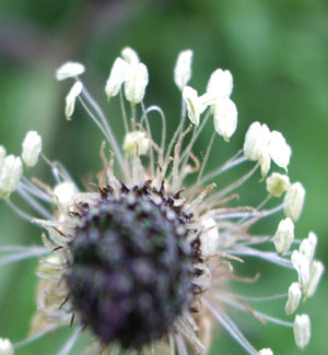 Photo: Closeup of Plantain (BRERC)